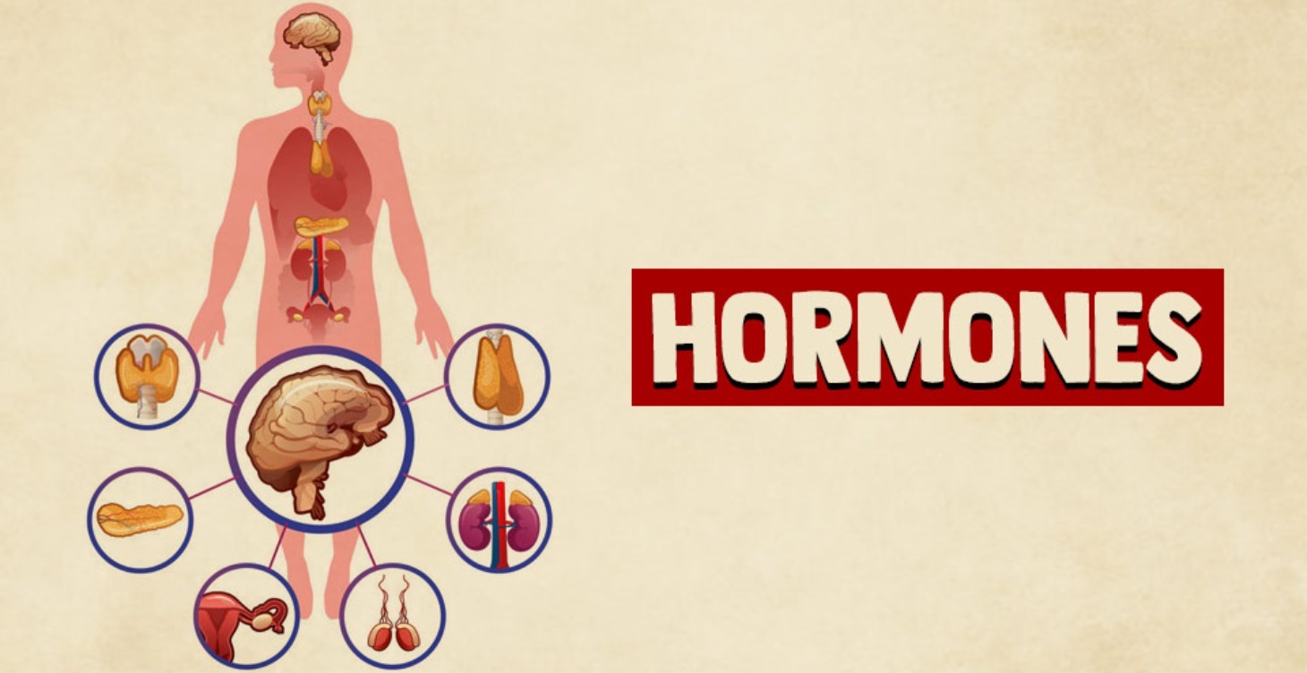 Rebalancing hormones