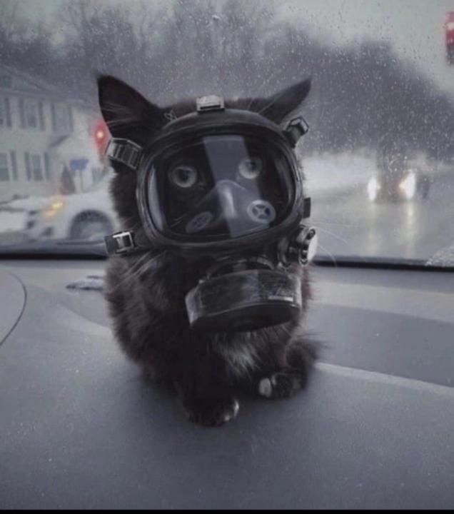 Cat ORiley