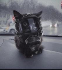 Cat ORiley