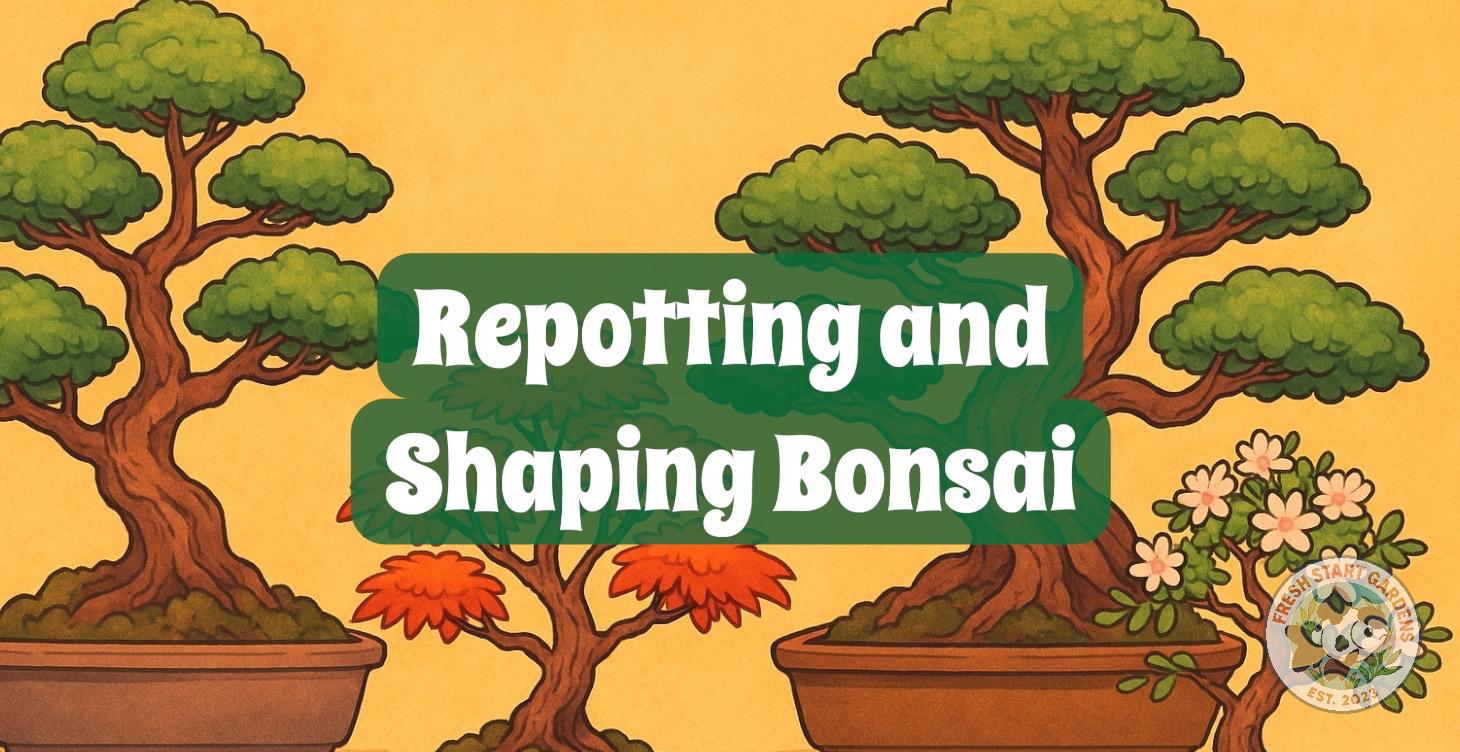 Repotting and Shaping BONSAI