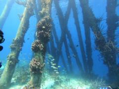 Mauricio Alvarez