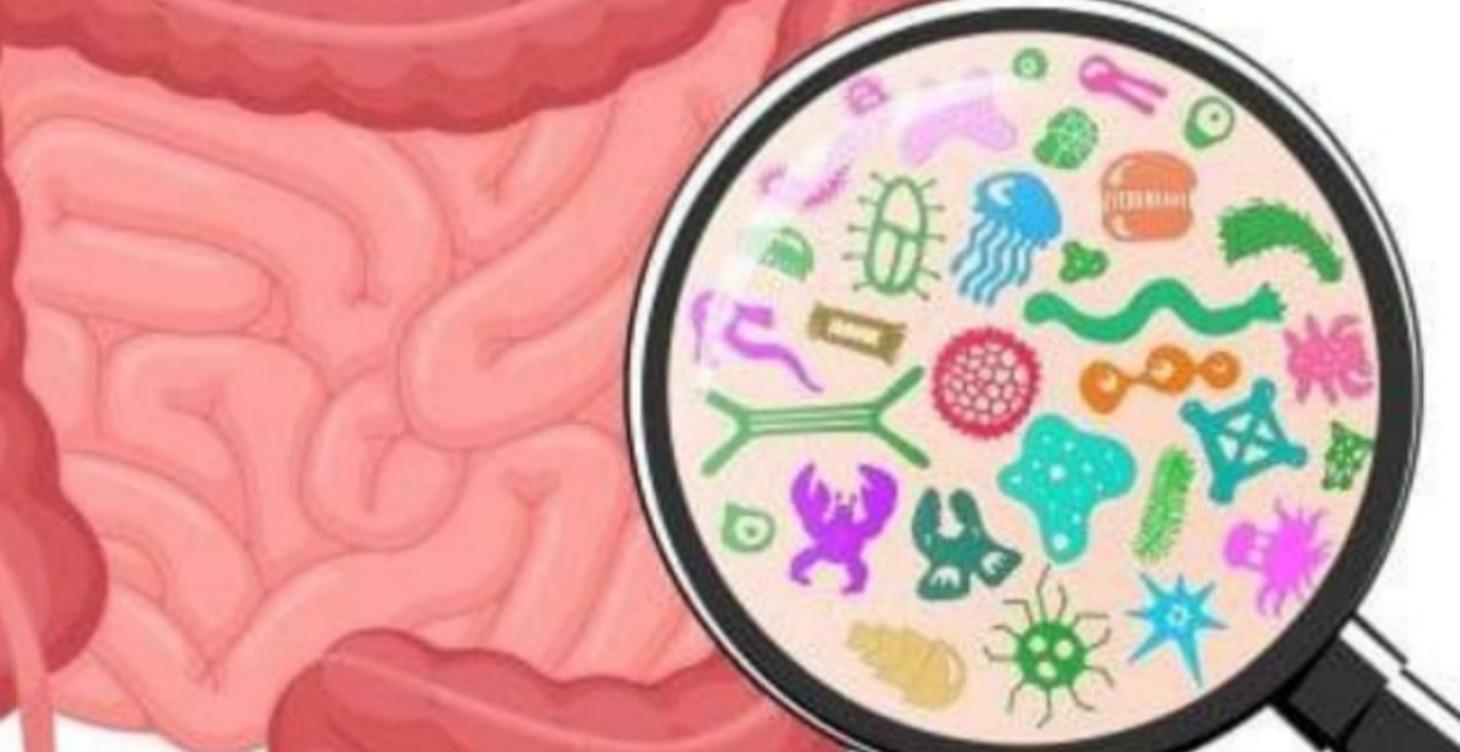 HEALTHY GUT