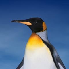 M M