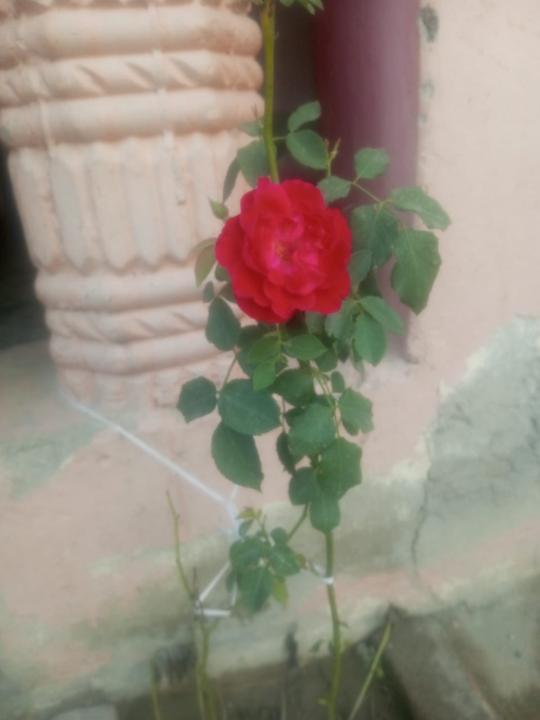 Kie Maheeno Chingo