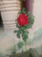 Kie Maheeno Chingo