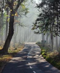 Pratap Roy