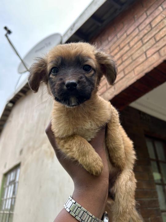 Ntombikayise Sthandiwe