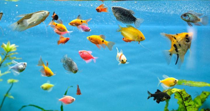 Ultimate Fish keeping guide