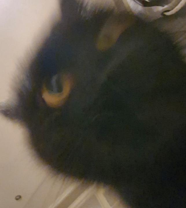 Karl Teh