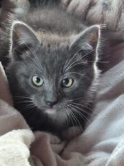 Juniper Zamora