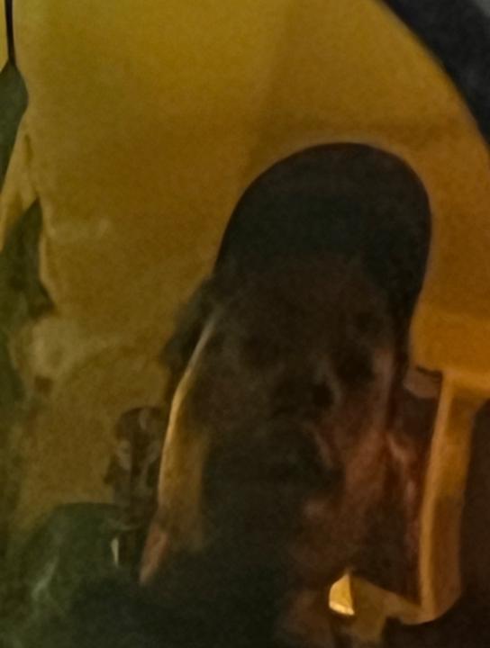 Shamir Entiregovernmentnameisinsane