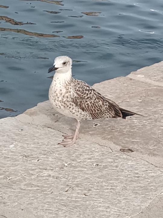 Jonas Schöllnhammer