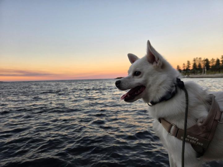 Best Pet sitter ever