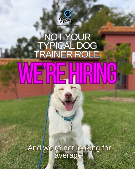 Walkys is hiring 🤩🐾