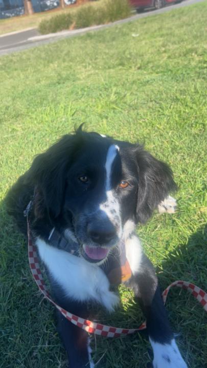 Tucker 7 months old