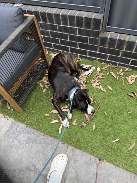 Toilet training help?