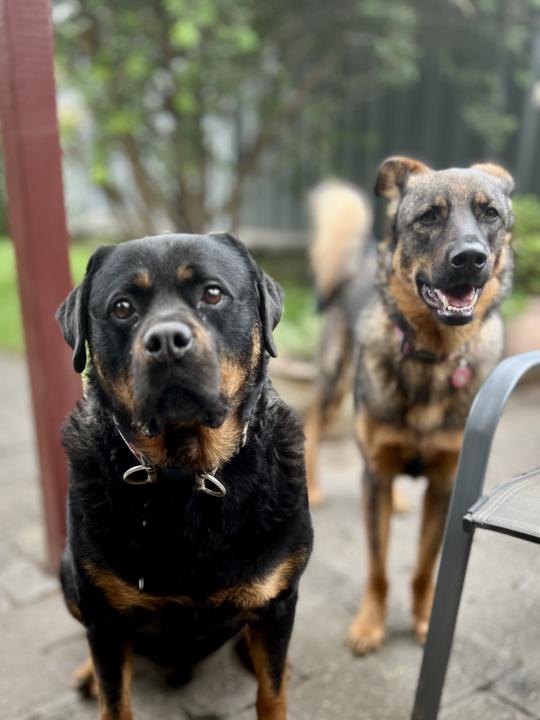 Staying calm in Thunderstorms.