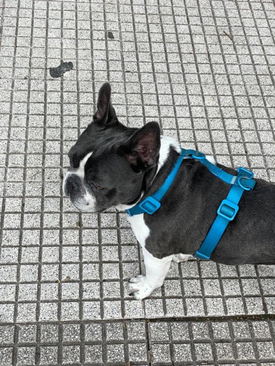 Rolando Feijoo