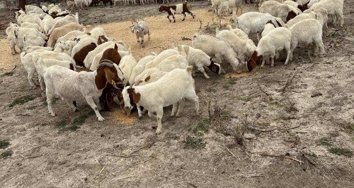 Goatwrx