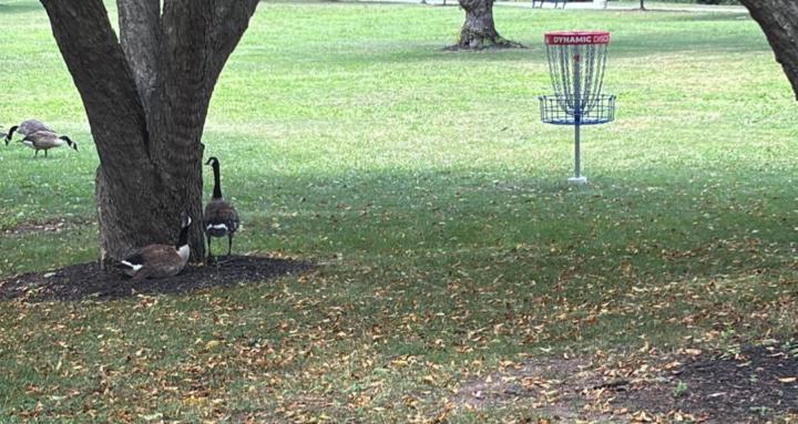 Disc golf. Entry level advice
