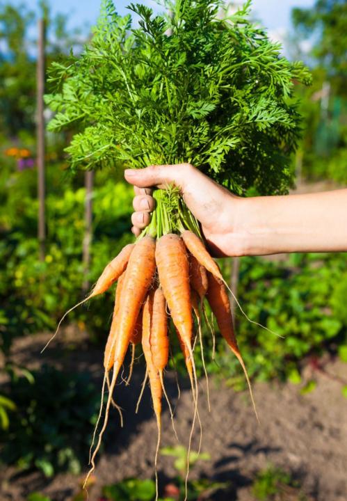 Health benefits of carrot leaves(part two)