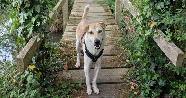 Animals Make Us Human