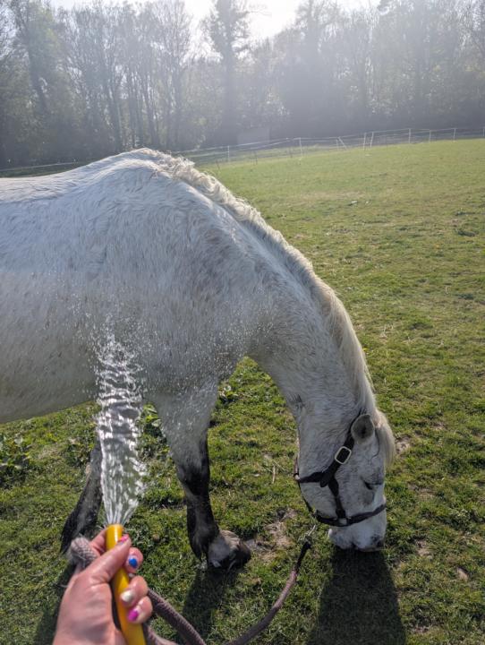Giving horses choice 
