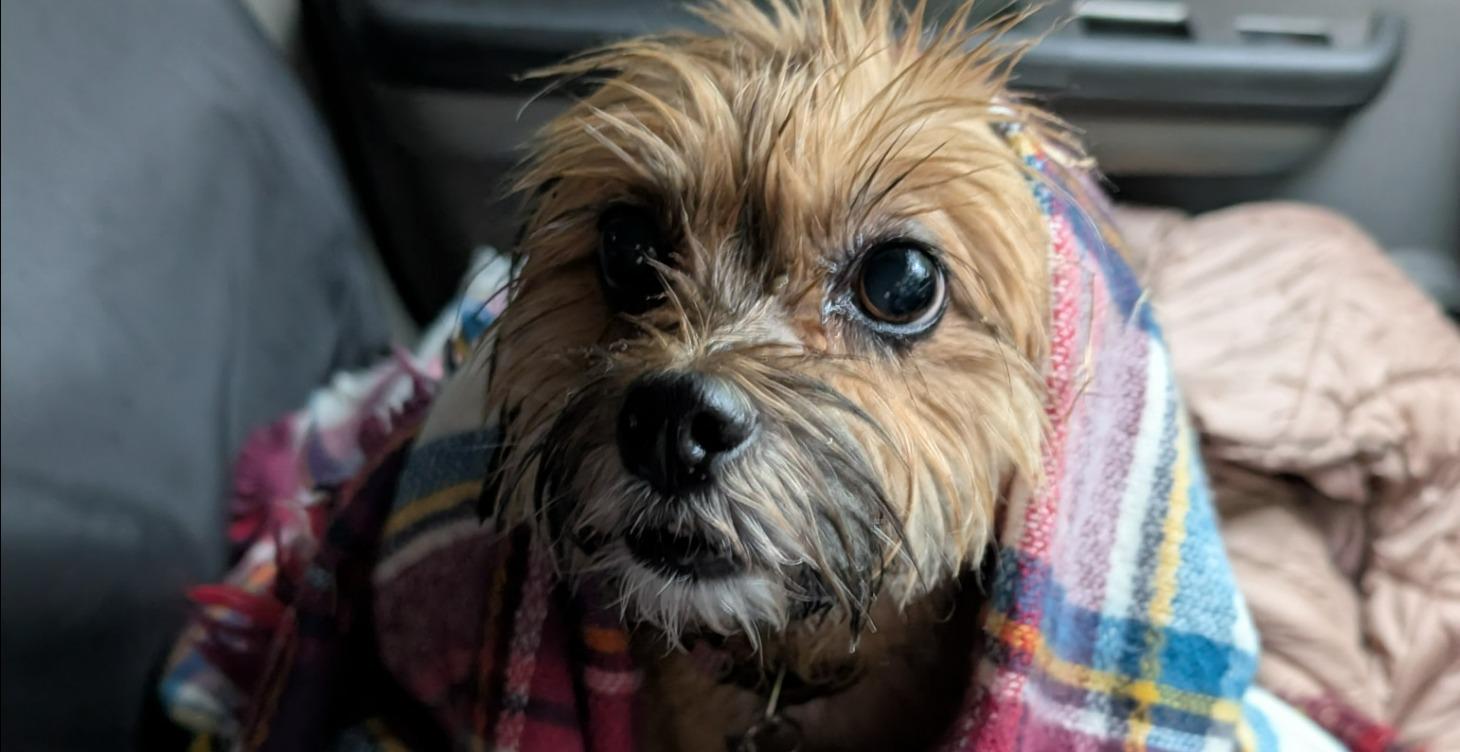 Pet First Aid