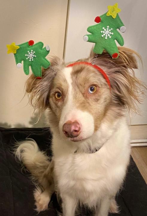 Kate Walker-Springett