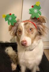 Kate Walker-Springett