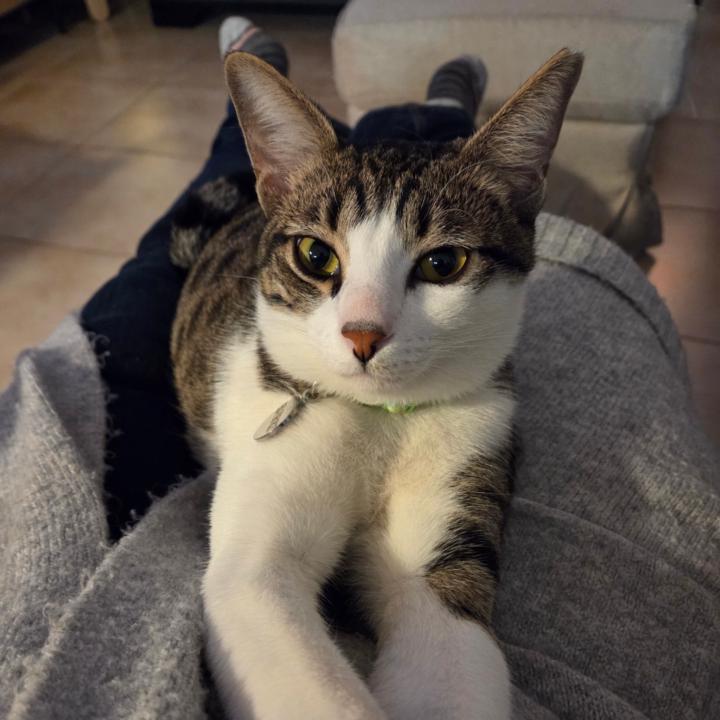 שרון מן אורין