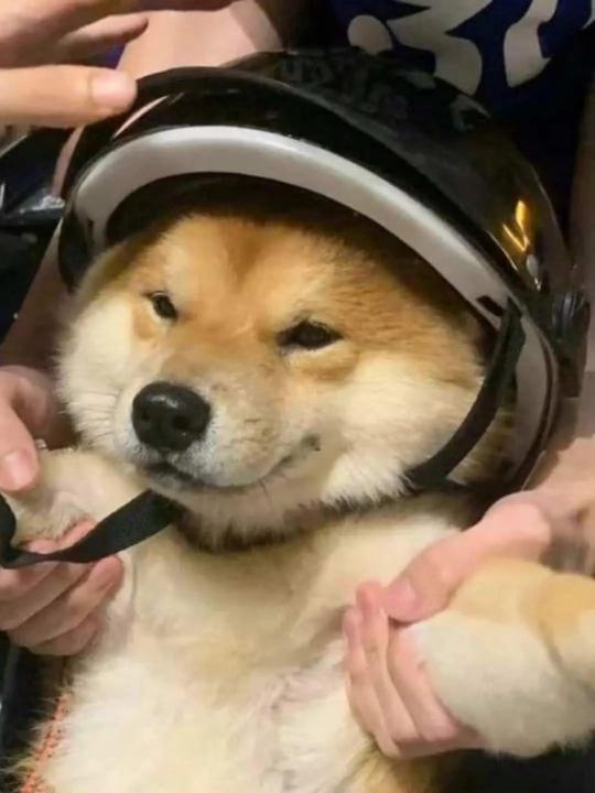 Bo Bo