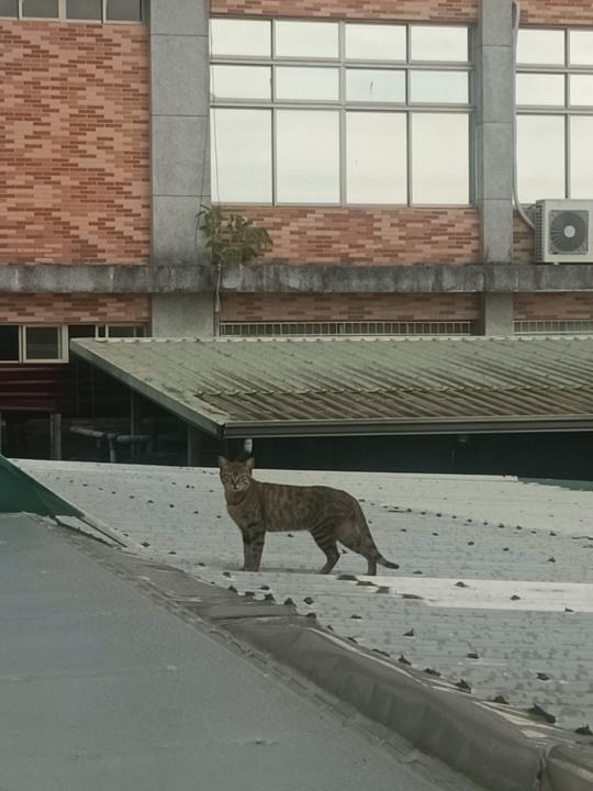 謝 哲暉