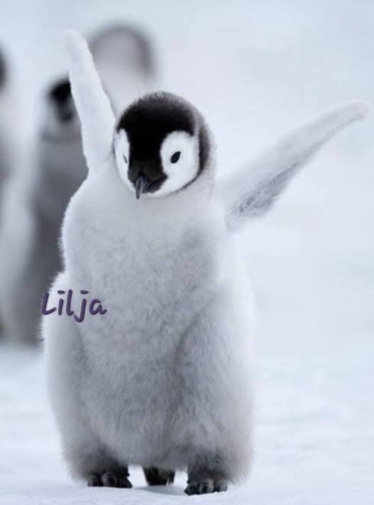 Lilja S