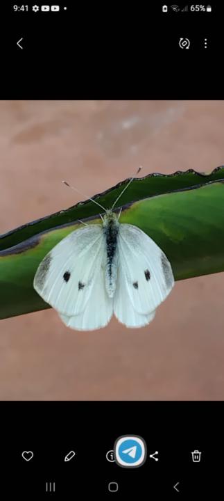 Sandra Segura Fleitas