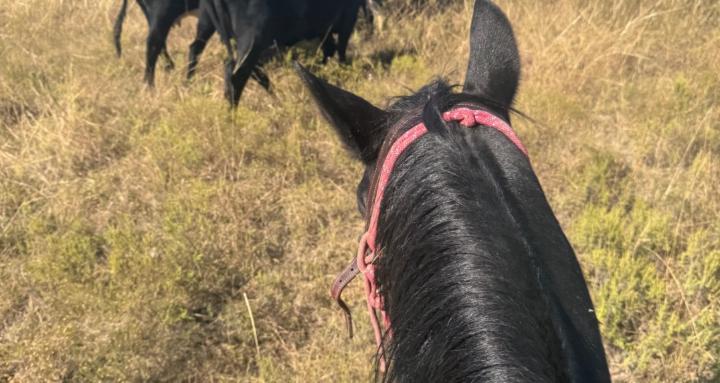 Gretchen’s Ranchy Tarot