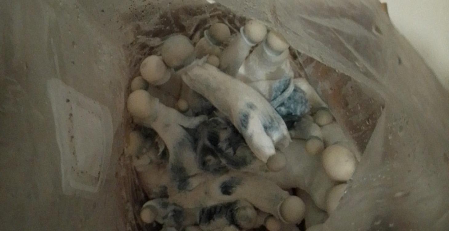 Step 3: securing the spores