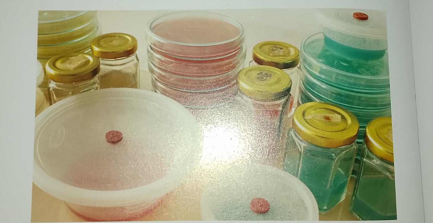 Step 4: Working with agar and petri dishes