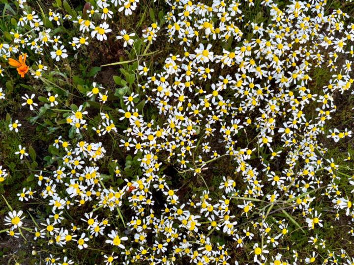 🌼 A Promising Flower Season for the West Coast of South Africa 🌼