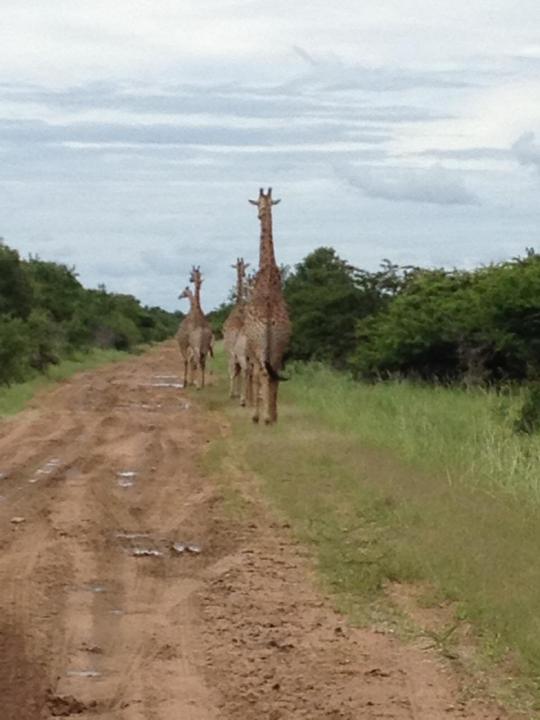 🦒 The Giraffe — My Favourite Animal in the Wild