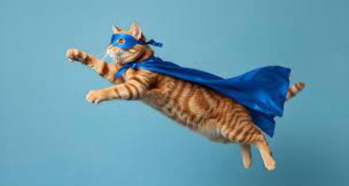 Inner Hero Collective 🐈