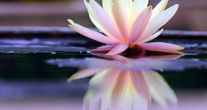 SweetLotus Clinical Confidence