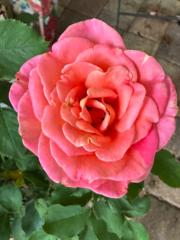 Mary Edwards