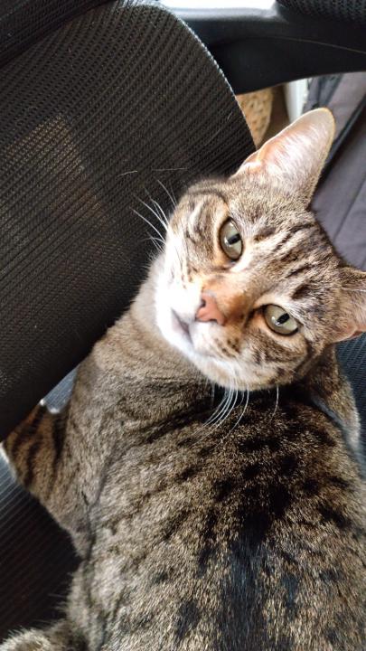 Francesca Tomassetti