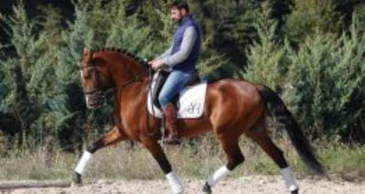 Iberian Horses Academy