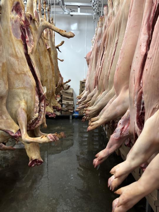 C'est l'heure du méchoui ! Ça va sentir le cochon 🍖