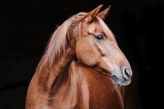 Sylvia Dr.Strahl-Hermann