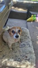 Iszak Martell-steynen