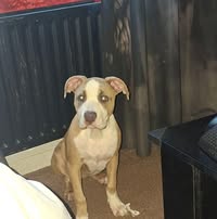 Jeanette shadow-wolf Williams