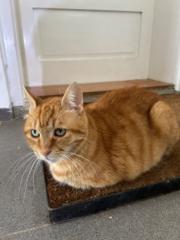 Петар Јаковљевић